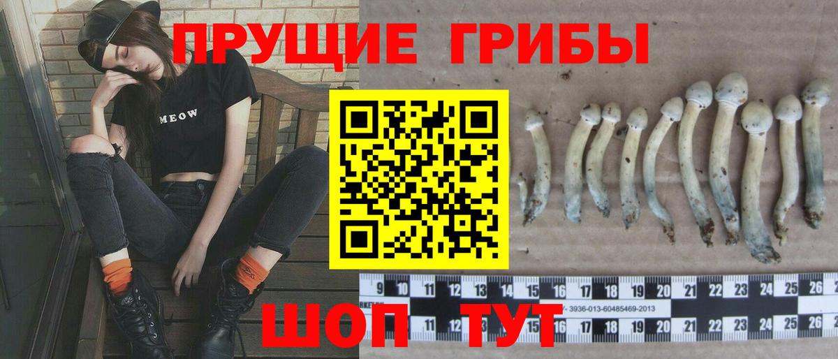 Алатырь  Галлюциногенные грибы Psilocybe  Вход с VPN 